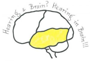 Data Visualization: Brain and Sounds